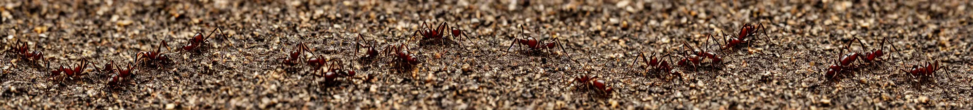 Prompt: singlefile line of ants carrying leaves