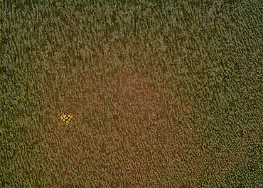 Image similar to satellite photo of danny devito's face in a cornfield