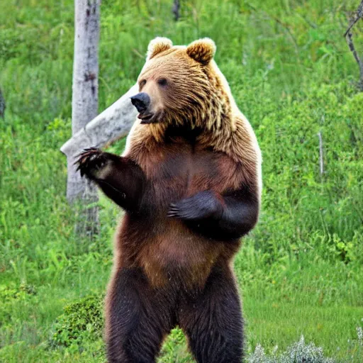 Image similar to a ferocious grizzly bear. The bear is wearing shorts on his legs!