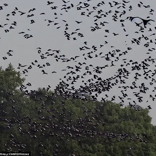 Image similar to photo of crows flying above the accident, people say that they are the incarnation of the spirit who died