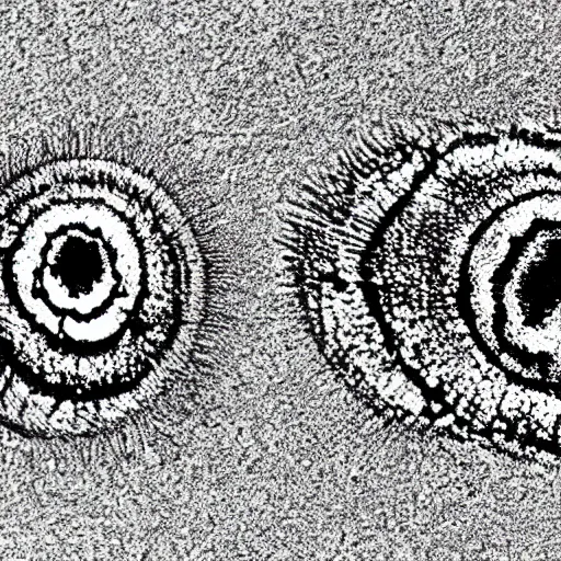 Image similar to hunahpu and xbalanque under an electron microscope, xerox