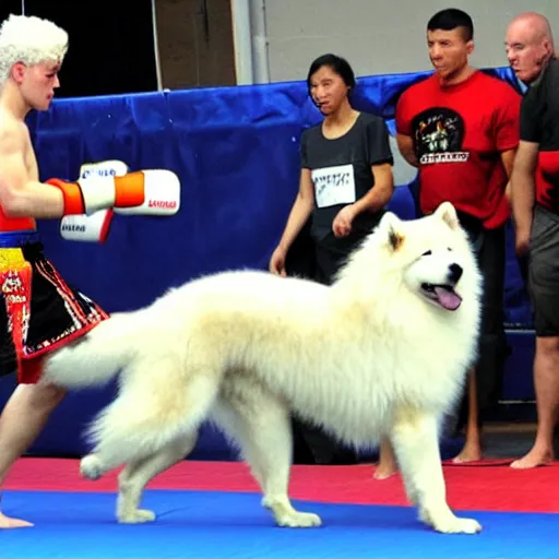 Prompt: samoyed dog competing in muay thai kickboxing world championship