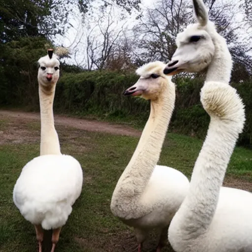 Image similar to photo of a hybrid between a swan and an alpaca