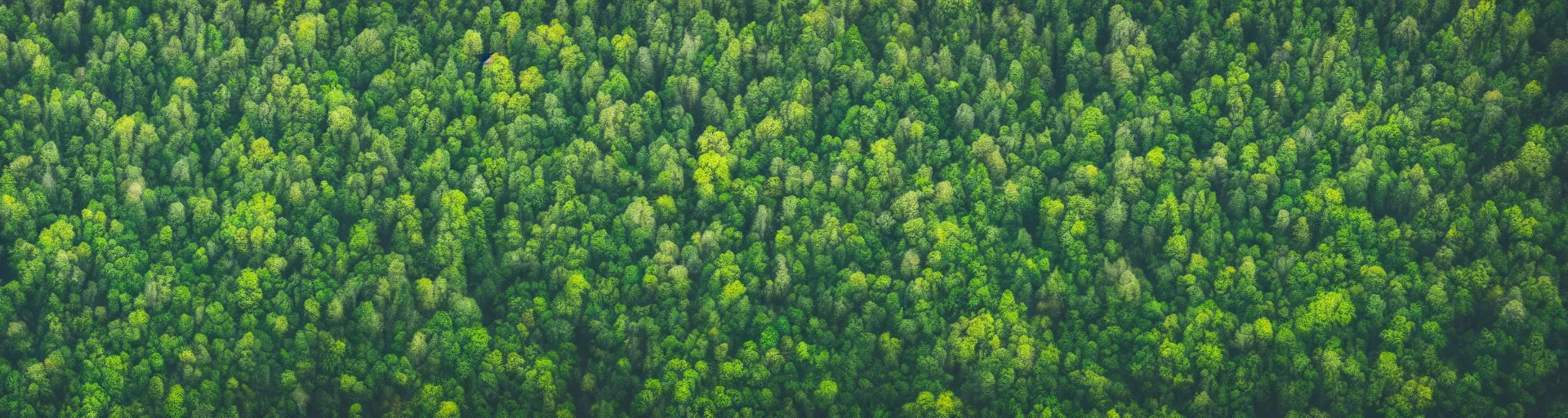 Prompt: a wide landscape shot of a forest with a rainy sky in the background