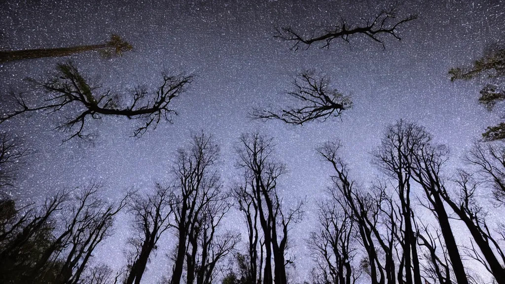 Prompt: You look up at the trees crowning above you. The trunks stretch above you, awesome and cradling. The canopy gyres overhead, the intricacy of the leaf capillaries dazzle. Star trails are visible in the black sky. haunted long exposure night time photography in the style of Andreas Ghersky