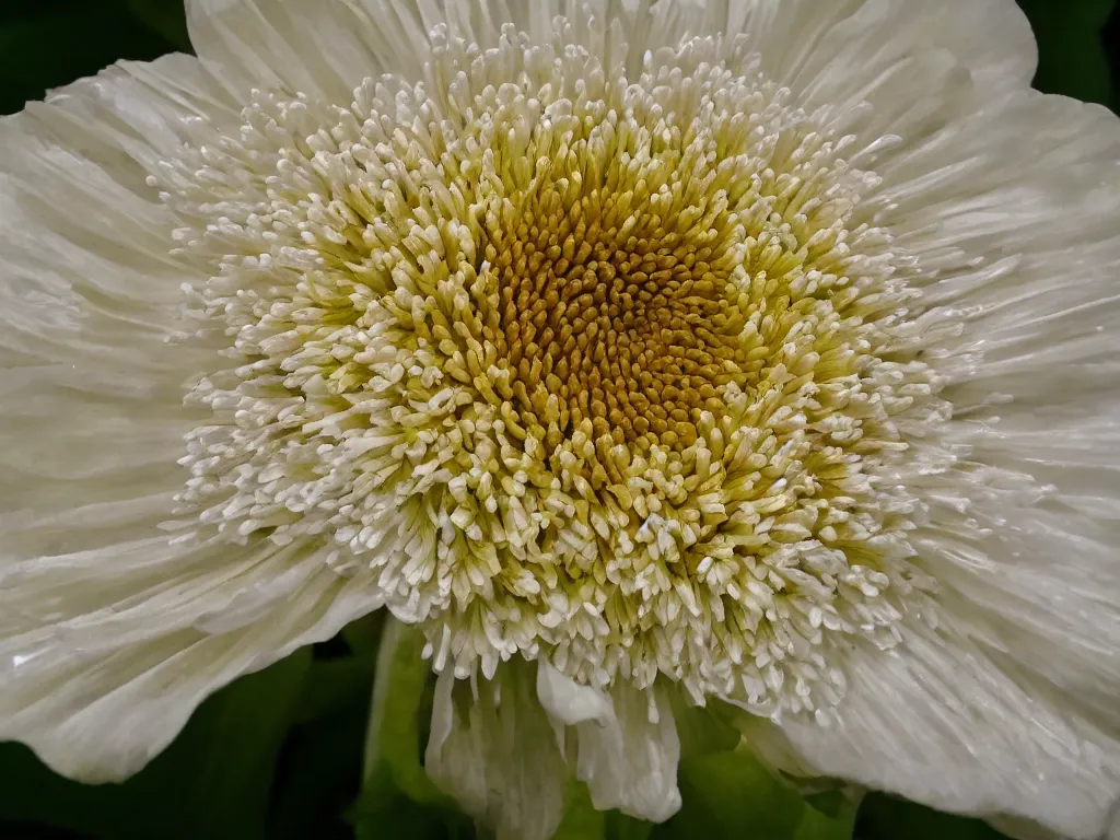 Prompt: close up photo of a flower ,realistic photo, 4k, 8k