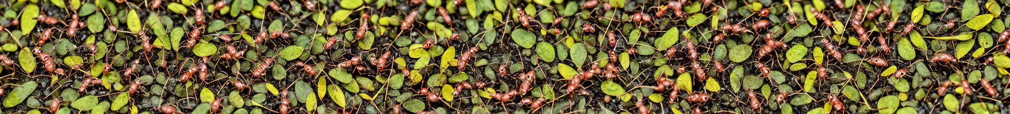 Image similar to ants carrying leaves