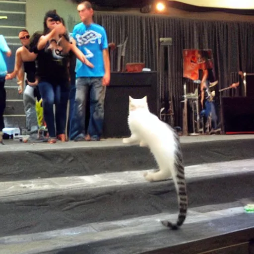 Prompt: stagediving cat