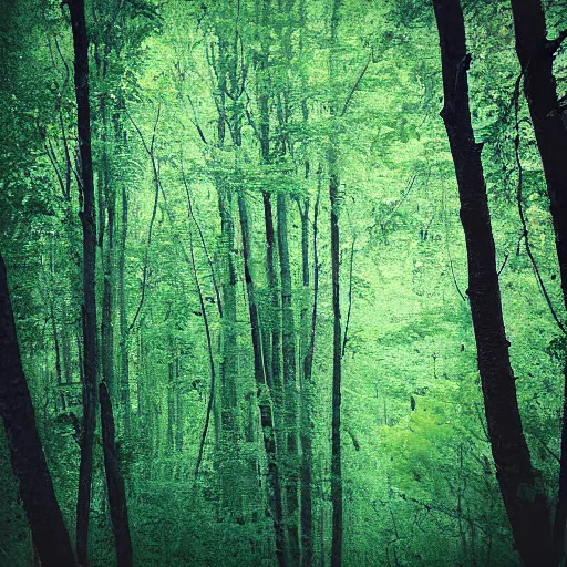 Prompt: Forest photograph, low quality 144p out of focus