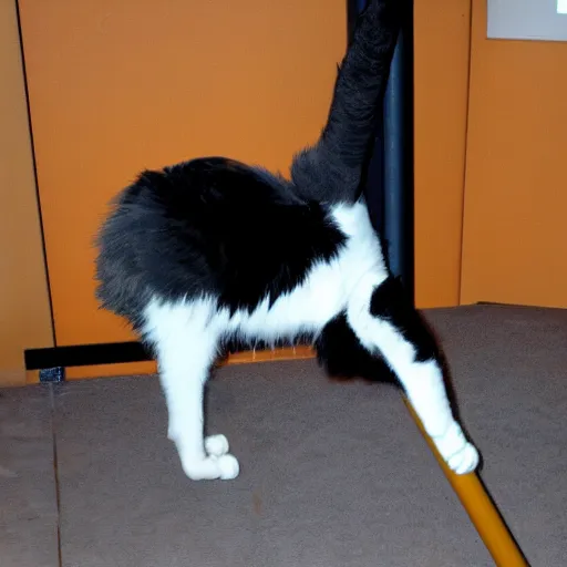 Image similar to poledancing cat