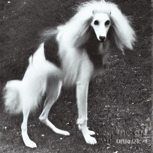 Image similar to old creepy lost photograph of grinning borzoi dog
