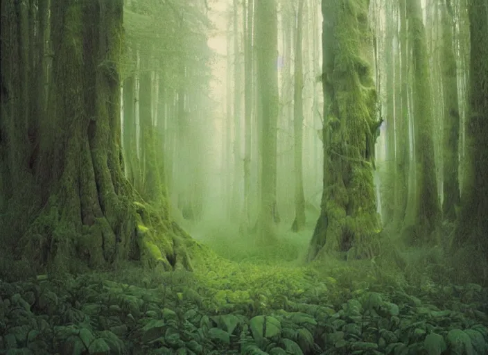 Prompt: A lush, green forest with tall trees and a soft, loamy earth beneath your feet, Zdzislaw Beksinski, high definition, digital art, matte painting, very detailed, realistic