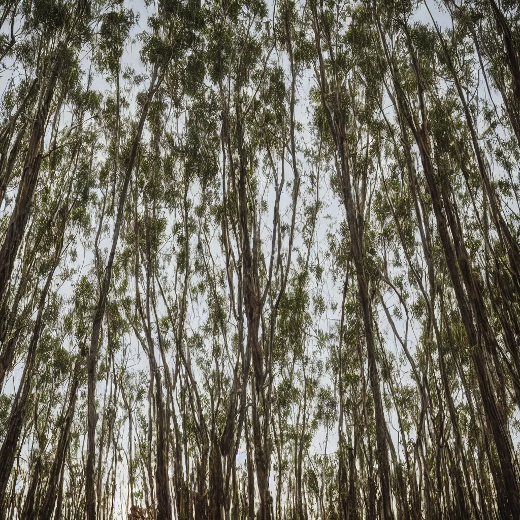 Image similar to long exposure photograph of moving eucalyptus trees in a strong wind, back light, sony ar 7 ii, photographed by julie blackmon