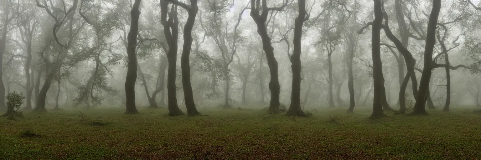 Image similar to an enchanted forest of oak trees, mist and rain