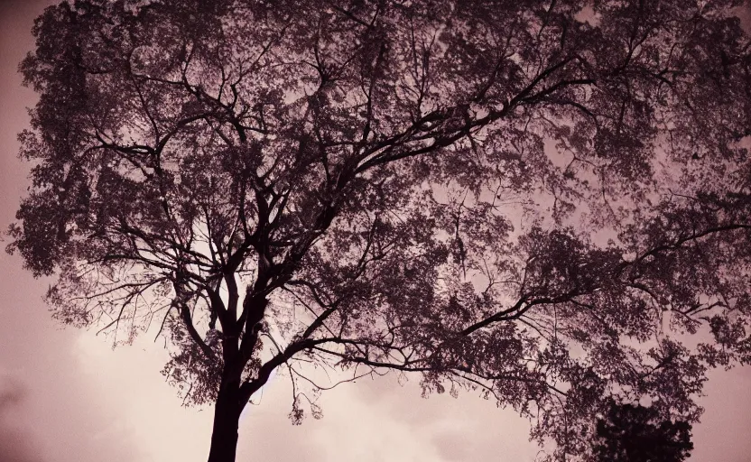 Image similar to a very pretty tree, 35mm,Epic,cinematic