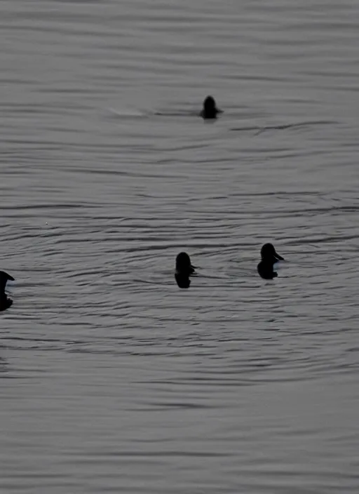 Image similar to old grainy photo of ducks forming a triangle shape