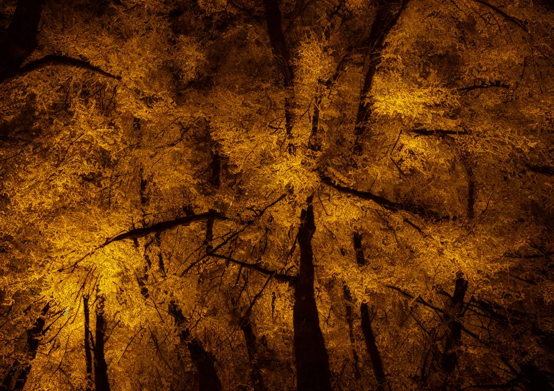 Image similar to a golden tree in a dark forest, detailed photography, dennis velleneuve, vivid colors, ultra realistic, 8 k, photography