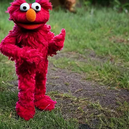 Image similar to a fluffy muppet in the shape of elmo with fluffy soft dark brown fur and with rabbit ears wearing a karate uniform out in nature, photography, photorealistic, muppet, national geohraphic