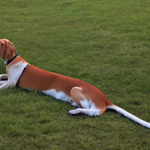 Prompt: very long dog, photograph