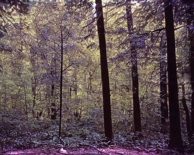 Prompt: kodachrome photo of forest