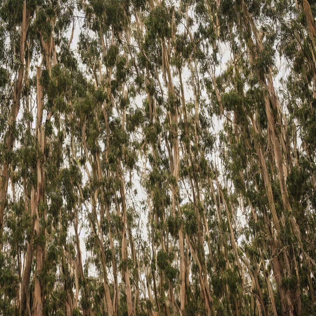 Image similar to long exposure photograph of eucalyptus trees, strong wind, back light, sony ar 7 ii, photographed by julie blackmon