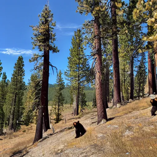 Prompt: a photograph taken in payette national forest with absolutely zero bears