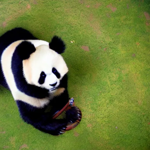 Image similar to panda as luffy photography