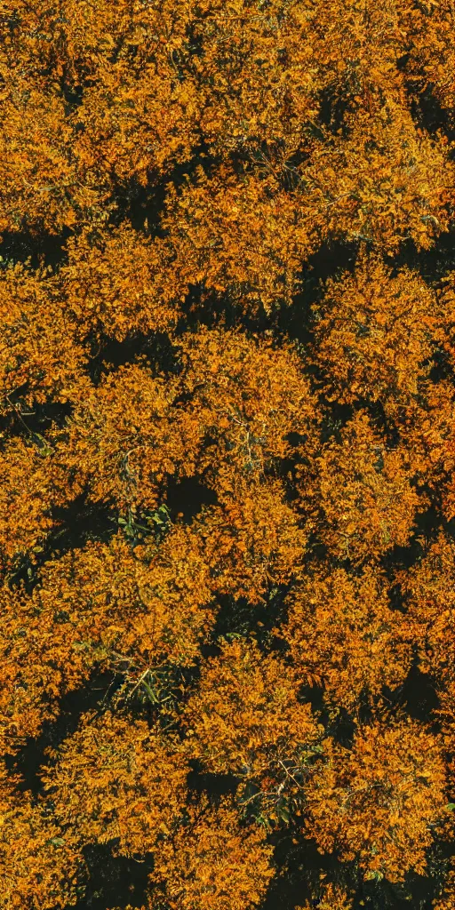 Prompt: Orange trees arranged in a grid at a park at Autumn