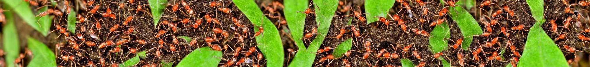 Prompt: ants carrying leaves