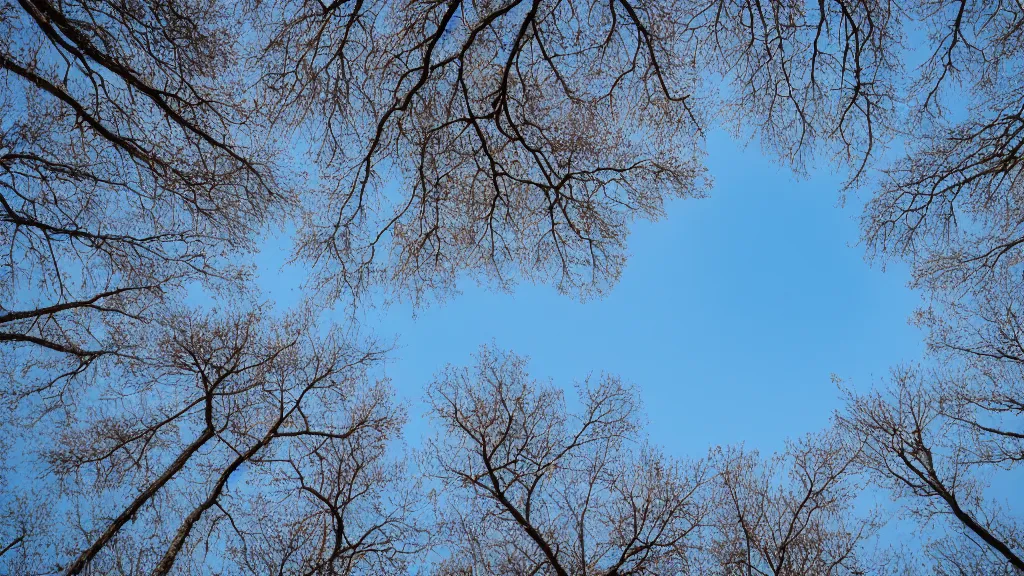 Prompt: circular polarizer photo sample of trees