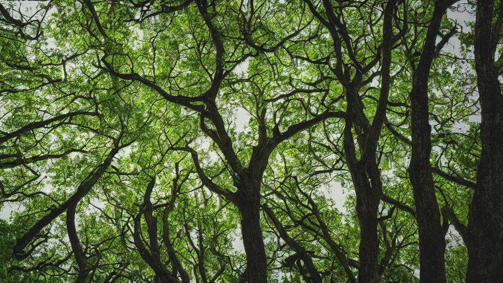 Prompt: photograph of trees