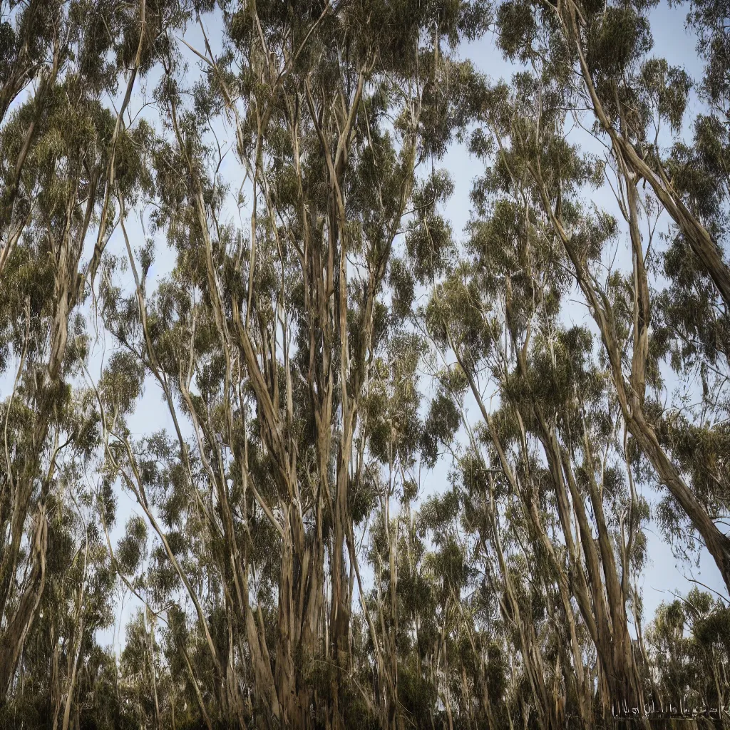 Prompt: long exposure photograph of eucalyptus trees, strong wind, back light, dslr, photographed by julie blackmon