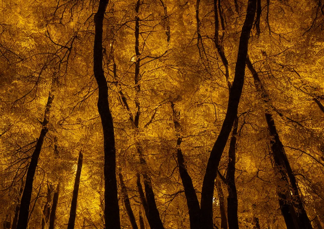 Image similar to a golden tree in a dark forest, detailed photography, dennis velleneuve, vivid colors, ultra realistic, 8 k, photography