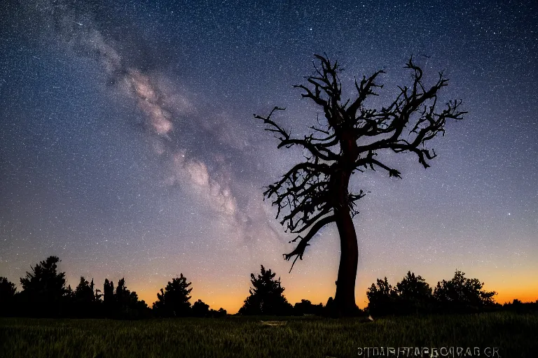 Image similar to a night sky photo during a heavy perseid meteor shower. a withered tree is in the foreground. a very detailed 4 k space photo. sence of awe, featured on flickr