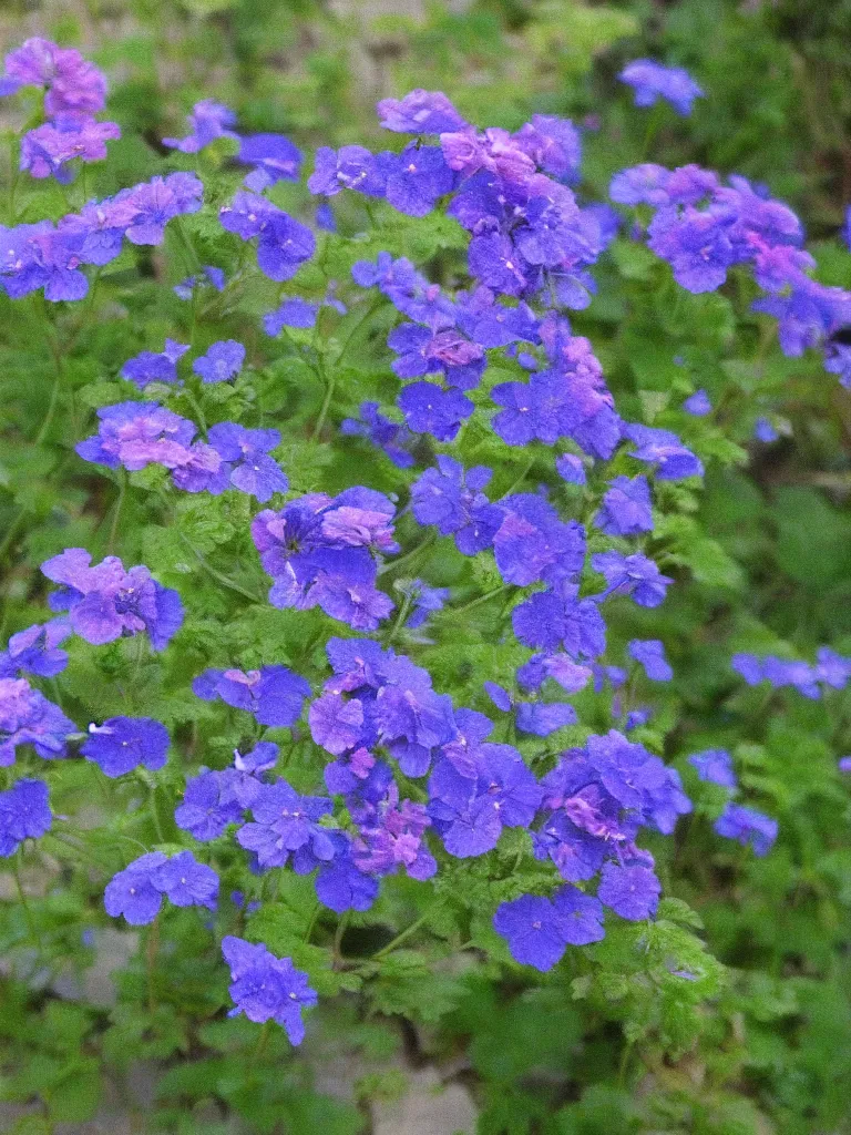 Prompt: well the telephone was ringing in a corridor of blue, a geranium came out of it reminded me of you