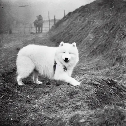 Prompt: a samoyed dog in a ww1 trench, grainy photo