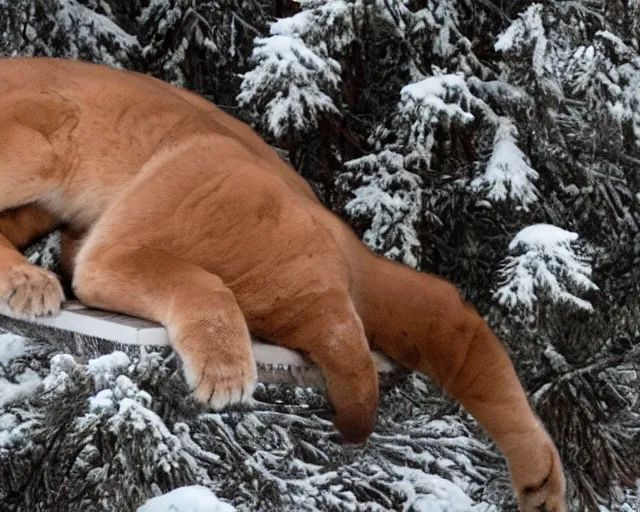 Image similar to stamp book showing 'a cougar sleeping in the middle of snowy pine tree' laying on coffee table, zoomed out shot, HD, iphone capture