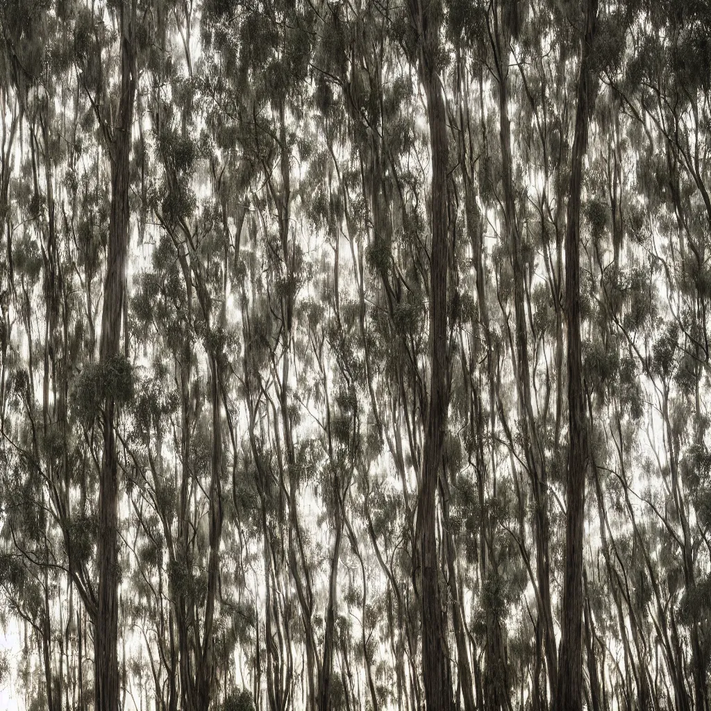 Image similar to long exposure photograph of eucalyptus trees, strong wind, back light, dslr, photographed by julie blackmon