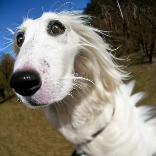 Image similar to fisheye lens photo of a borzoi face