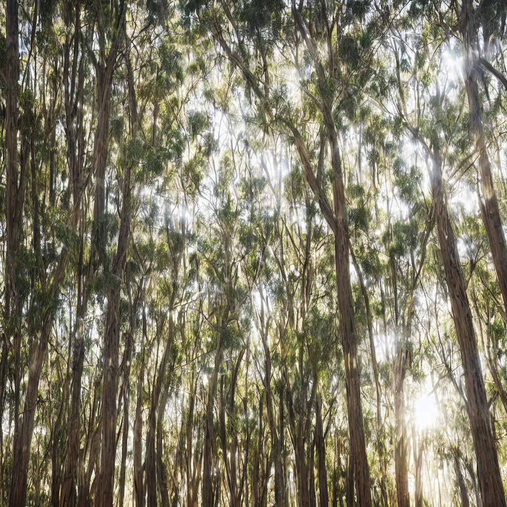 Image similar to long exposure photograph of eucalyptus trees, strong wind, back light, sony ar 7 ii, photographed by julie blackmon