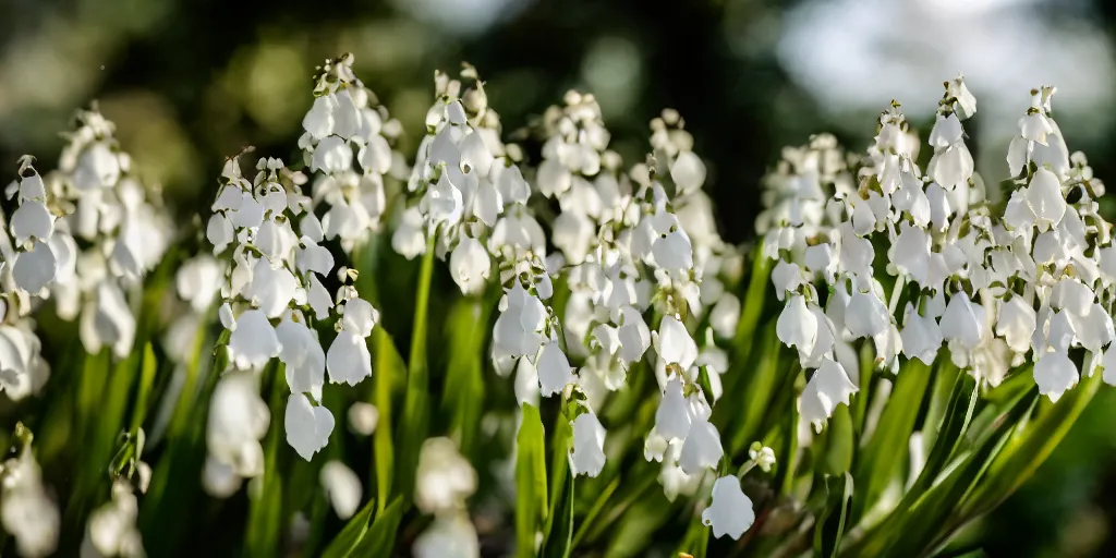 Image similar to photography of muguet in the morning sun, with bokeh