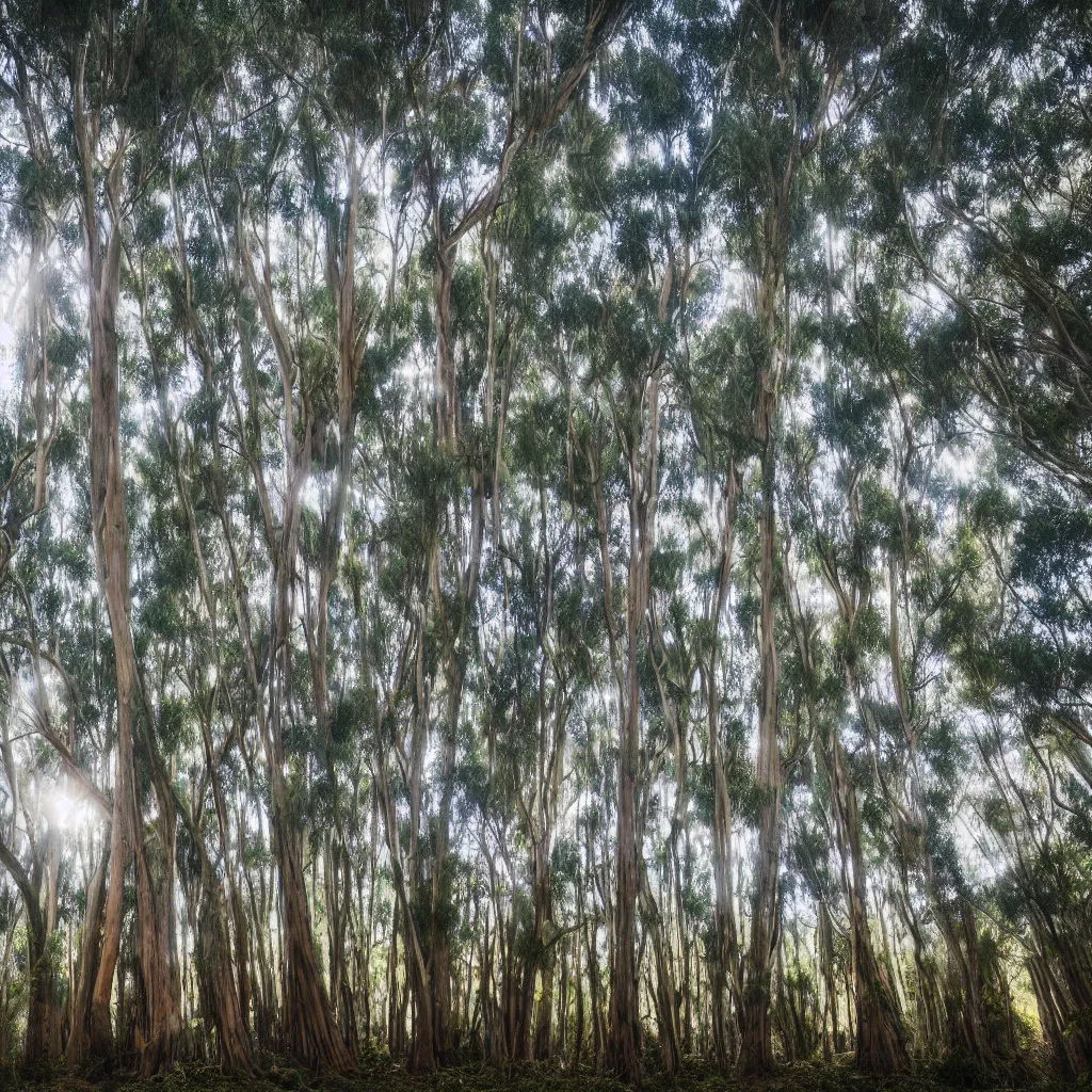 Image similar to 1 0 seconds long exposure photograph of eucalyptus trees, strong wind, back light, sony ar 7 ii, photographed by julie blackmon