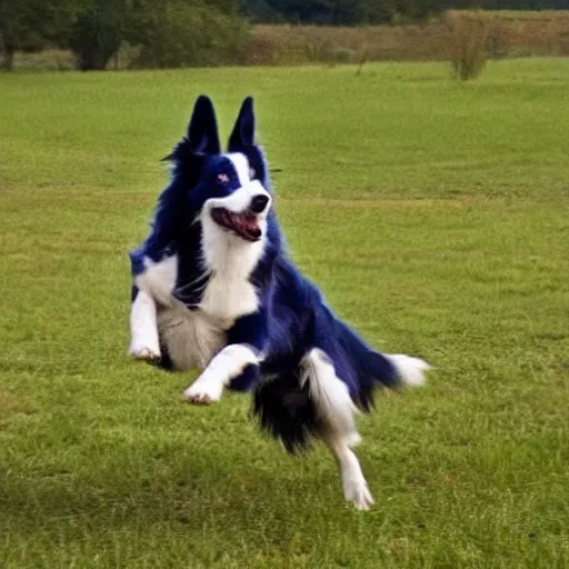Image similar to a blue border collie jumping and catching a frisbee