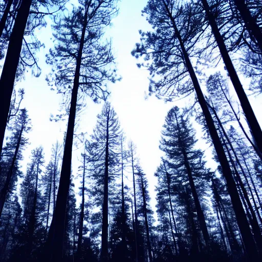 Prompt: dark forest at night, moonlight, godrays, ambeint environment, 4k photograph, fish-eye lens