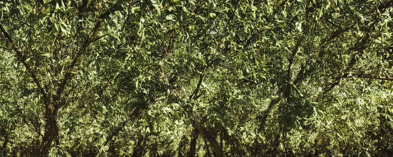 Image similar to wide angle photo of spaghetti growing in an tree orchard, canon 5 0 mm, cinematic lighting, photography, film, retro, kodachrome