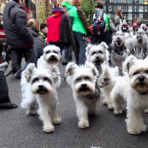 Image similar to an avalanche of zwergschnauzers in the city