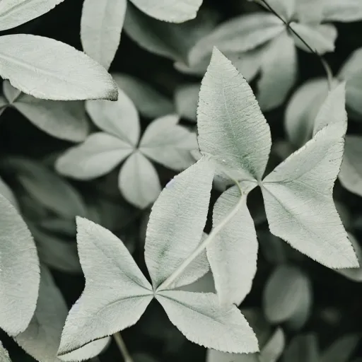 Image similar to leaves with white background