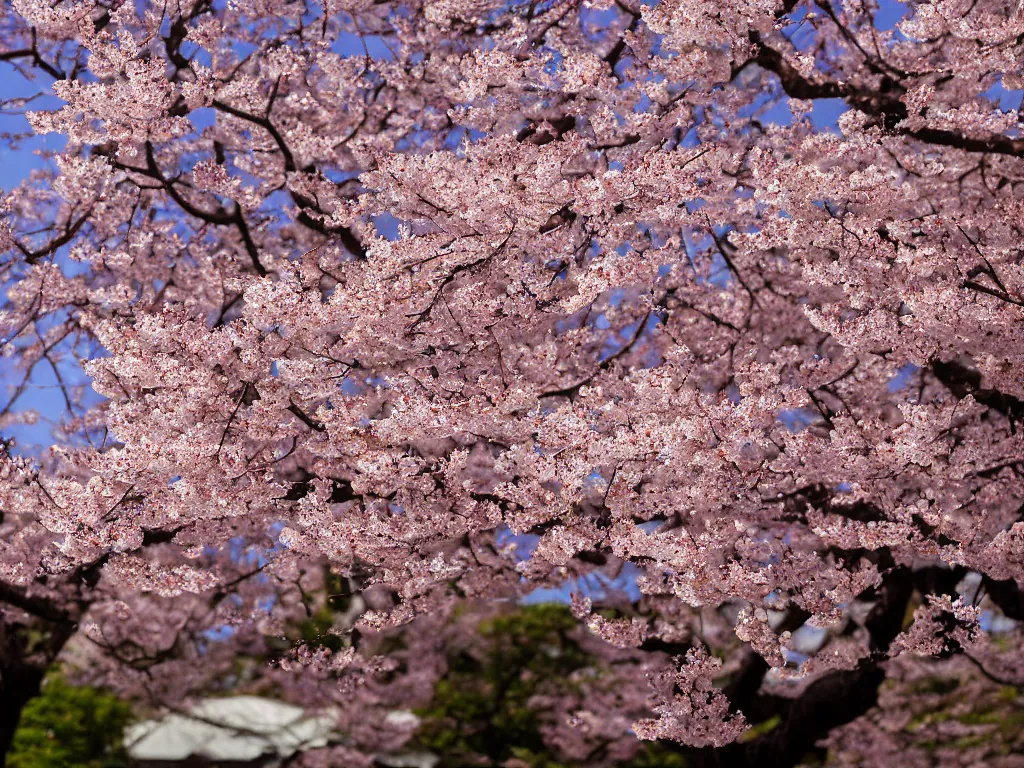Image similar to japanese beauty, sakura on background, XF IQ4, 150MP, 50mm, f/1.4, ISO 200, 1/160s, natural light, Adobe Photoshop, Adobe Lightroom, DxO Photolab, polarizing filter, Sense of Depth, AI enhanced, HDR