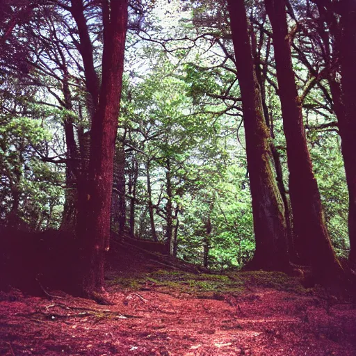 Prompt: photo of a tree on a forest landscape, disposable camera,