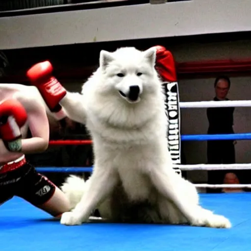 Image similar to samoyed dog competing in muay thai kickboxing world championship